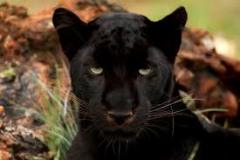 panther-big-cat-photos-gameznet-00101