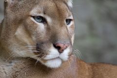 puma-big-cat-photos-gameznet-00007