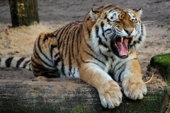 tiger-big-cat-photos-gameznet-00001