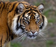 tiger-big-cat-photos-gameznet-00020