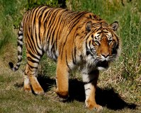 tiger-big-cat-photos-gameznet-00022