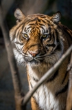 tiger-big-cat-photos-gameznet-00027