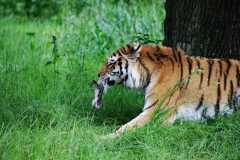 tiger-big-cat-photos-gameznet-00031