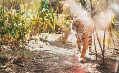 tiger-big-cat-photos-gameznet-00033