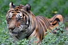 tiger-big-cat-photos-gameznet-00041