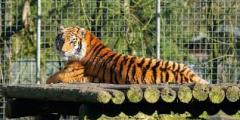 tiger-big-cat-photos-gameznet-00045