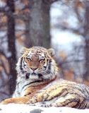 snow tiger