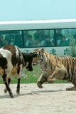 tiger cow