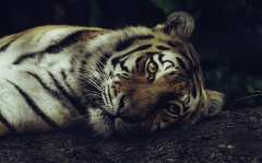 tiger-big-cat-photos-gameznet-00078