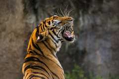 tiger-big-cat-photos-gameznet-00079