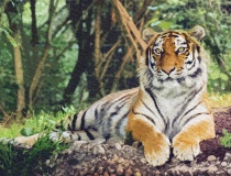 tiger-big-cat-photos-gameznet-00080