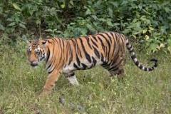 tiger-big-cat-photos-gameznet-00088
