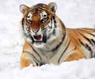 tiger-big-cat-photos-gameznet-00091