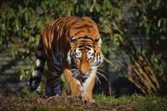 tiger-big-cat-photos-gameznet-00092