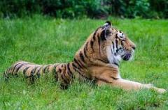 tiger-big-cat-photos-gameznet-00096