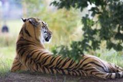 tiger-big-cat-photos-gameznet-00097