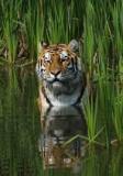 tiger-big-cat-photos-gameznet-00098