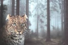 tiger-big-cat-photos-gameznet-00110