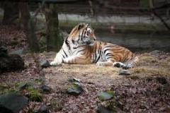 tiger-big-cat-photos-gameznet-00113