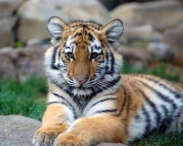 tiger-cub-big-cat-photos-gameznet-00006