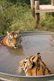 tiger tank