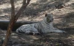 white-tiger-big-cat-photos-gameznet-00042