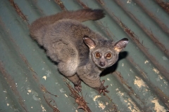 galago-bush-baby-nocturnal-big-eyes