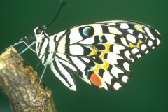 BUTTERFLY