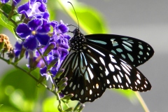 Blue_Tiger_Butterfly_Australia