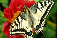 Fesoj_-_Papilio_machaon_(by)
