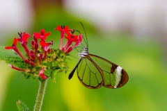 Greta Oto (Glasswing) Butterfly