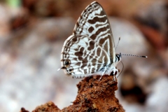 The_butterfly_is_a_flying_flower__Zebra_Blue_Butterfly_–_Leptotes_plinius_