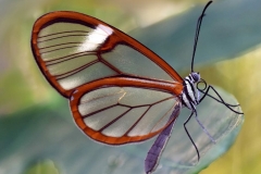 butterfly-glass-wings-greta-oto-glass-falter