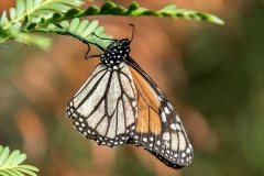 butterfly-insect-monarch-butterfly-large-orange-black-white-pattern-wild