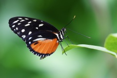 close-up-of-butterfly-on-plant-248339