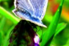 light-very-vivid-colours-blur-frame-butterfly-213652