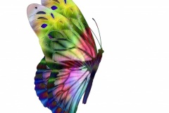 multi-colored-butterfly-side-view
