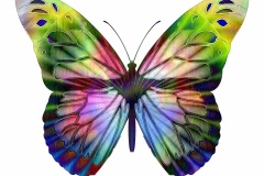 op-art-multi-colored-butterfly-1497147687hpY