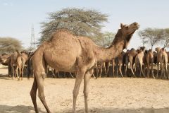 1024px-Camels_at_Camel_Research_Farm_Bikaner