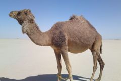 Camel_of_Daak_Noshki_-_panoramio