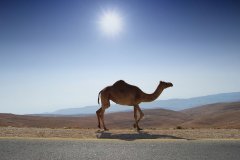 Desert_road_camel-other