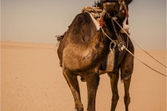animal-arabian-camel-bridle-camel
