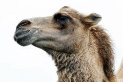 animal-camel-nature-mammal