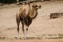 animals-camel-young-camel-hump-desert-sand-royalty-free-thumbnail