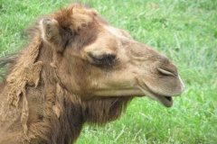 camel-1563585585dpI
