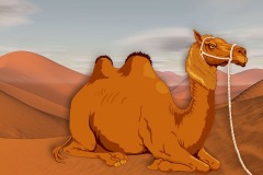 camel-1936653_960_720