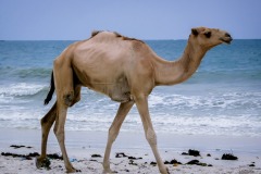 camel-2697605_1280