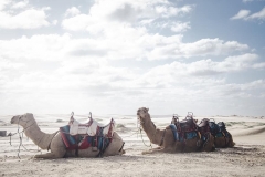 camel-animal-desert-nature-landscape-clouds