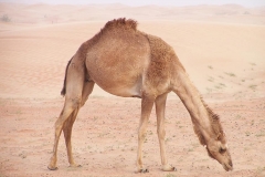 camel-animal-desert-transportation-dubai