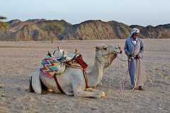 camel-bedouin-desert-sand-royalty-free-thumbnail